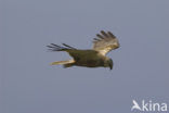 Marsh Harrier (Circus aeruginosus)