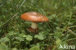 Bruine ringboleet (Suillus luteus) 