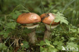 Bruine ringboleet (Suillus luteus) 