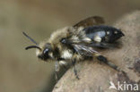 Bruine rouwbij (Melecta albifrons) 