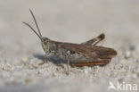 Bruine sprinkhaan (Chorthippus brunneus)