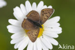 Bruine vuurvlinder (Lycaena tityrus) 