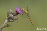 Bruinrode heidelibel (Sympetrum striolatum)