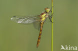 Bruinrode heidelibel (Sympetrum striolatum)