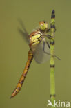 Bruinrode heidelibel (Sympetrum striolatum)