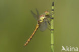 Bruinrode heidelibel (Sympetrum striolatum)