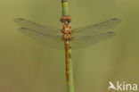 Bruinrode heidelibel (Sympetrum striolatum)