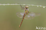 Bruinrode heidelibel (Sympetrum striolatum)