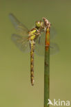 Bruinrode heidelibel (Sympetrum striolatum)