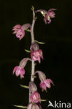 Dark-red Helleborine (Epipactis atrorubens)