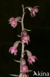 Bruinrode wespenorchis