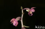 Bruinrode wespenorchis