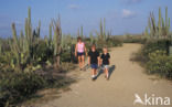 Cactus (Opuntia spec.)