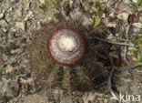 Cactus (Opuntia spec.)
