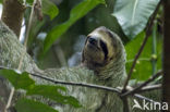 brown-throated three-toed sloth (Bradypus variegatus)