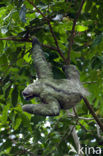 brown-throated three-toed sloth (Bradypus variegatus)