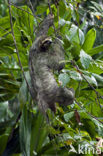 brown-throated three-toed sloth (Bradypus variegatus)