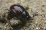 Cercyon castaneipennis