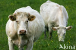 Charolais Koe (Bos domesticus)