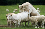 Charolais Koe (Bos domesticus)