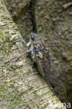 Leafhopper