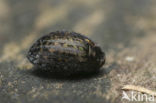 Cytilus sericeus