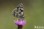 Dambordje (Melanargia galathea)