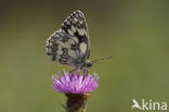 Marbled White (Melanargia galathea)