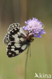 Marbled White (Melanargia galathea)
