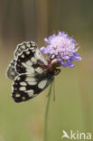 Dambordje (Melanargia galathea)