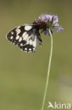 Marbled White (Melanargia galathea)