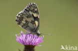 Dambordje (Melanargia galathea)