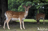 Fallow Deer (Dama dama)
