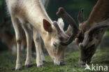Fallow Deer (Dama dama)