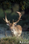 Fallow Deer (Dama dama)