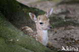 Fallow Deer (Dama dama)