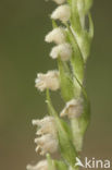 Dennenorchis (Goodyera repens) 