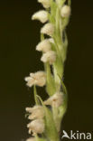 Dennenorchis (Goodyera repens) 