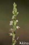 Dennenorchis (Goodyera repens) 