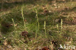 Dennenorchis (Goodyera repens) 