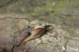 Diamantborsteltje (Acleris cristana)