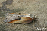 Diamantborsteltje (Acleris cristana)