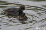 Dodaars (Tachybaptus ruficollis)