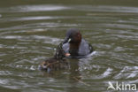 Dodaars (Tachybaptus ruficollis)