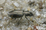 Donker Venpriempje (Bembidion obliquum)