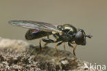 Neoascia meticulosa