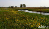 Marsh Marigold (Caltha palustris)