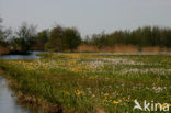 Marsh Marigold (Caltha palustris)