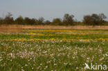 Dotterbloem (Caltha palustris)