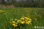 Dotterbloem (Caltha palustris)